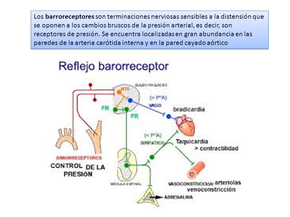 Los receptores que detectan la presión arterial son